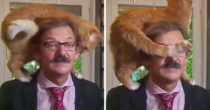 The Way This Polish Academic ‘Reacts’ When Cat Interrupts His Serious Interview Amuses The Internet