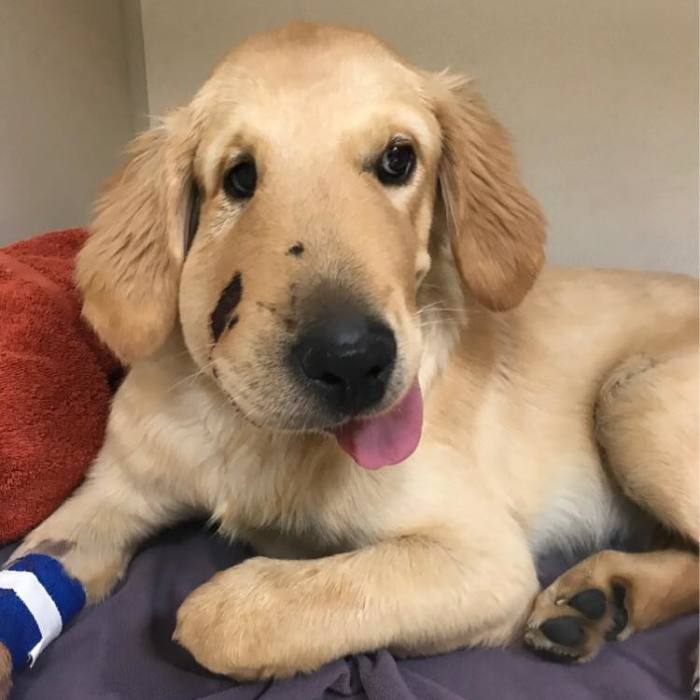 Hero Dog Gets Bitten By A Venomous Rattlesnake After Jumping In Front Of It To Save His Human