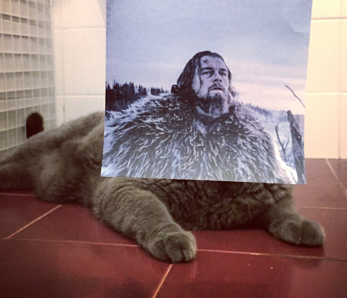 Photographer Follows Cats Around To “Insert” Them Behind Famous Movie Posters, And The Result Is Purrfect