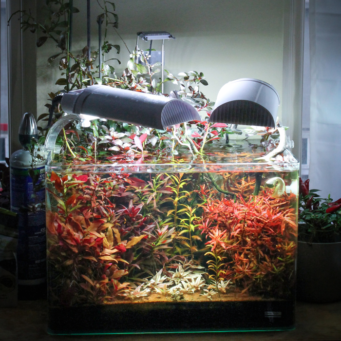 I Invented A New Style Of Aquarium Design With Only Red Plants