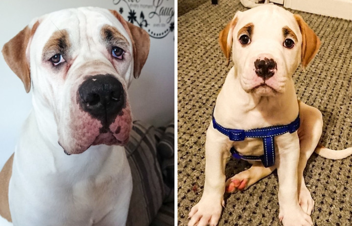 This Puppy With Fluffy Eyebrows Destroyed A Couch Of £ 2,500, But It Is Impossible To Get Angry