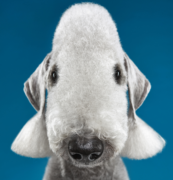 Explore The Amazing World Of Dog Breeds Through Our Series Of Expressive Portraits (16 Pics)