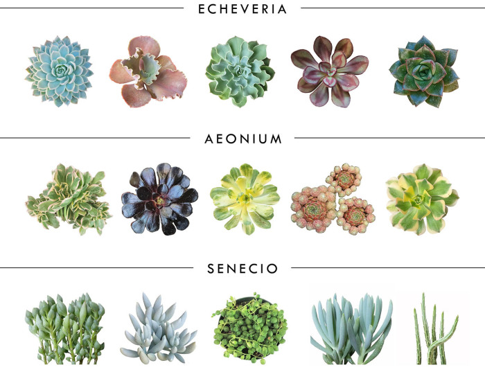 10 Different Genuses Of Succulents