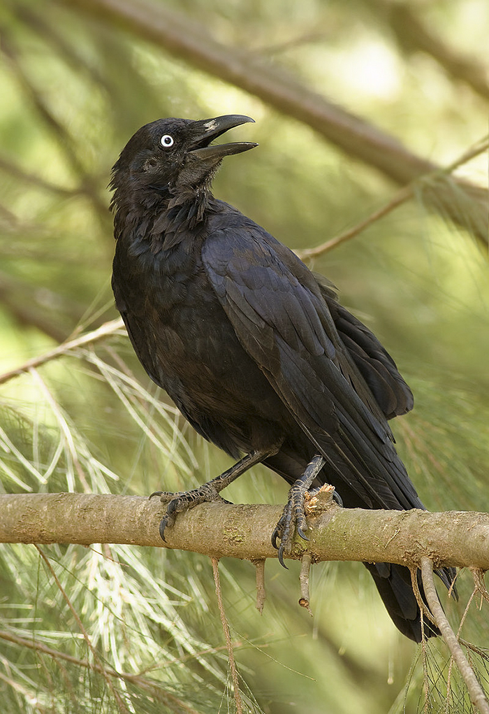 crows-smart-animals (28)