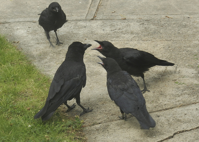 crows-smart-animals (30)
