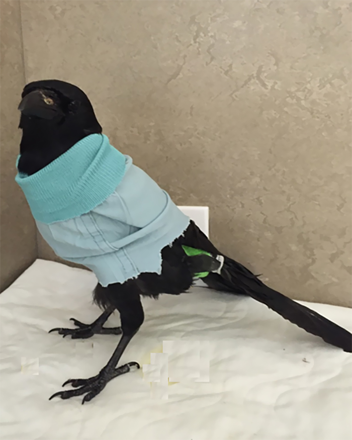 People Share Amazing Examples Of How Smart Crows Are, And Some Are Hard To Believe