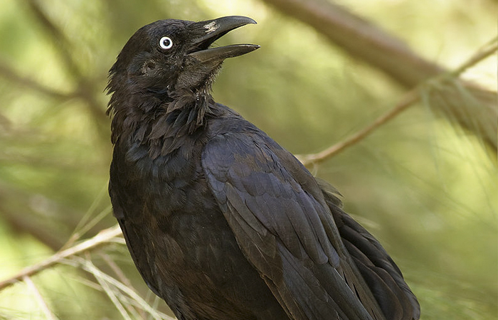 People Share Amazing Examples Of How Smart Crows Are, And Some Are Hard To Believe