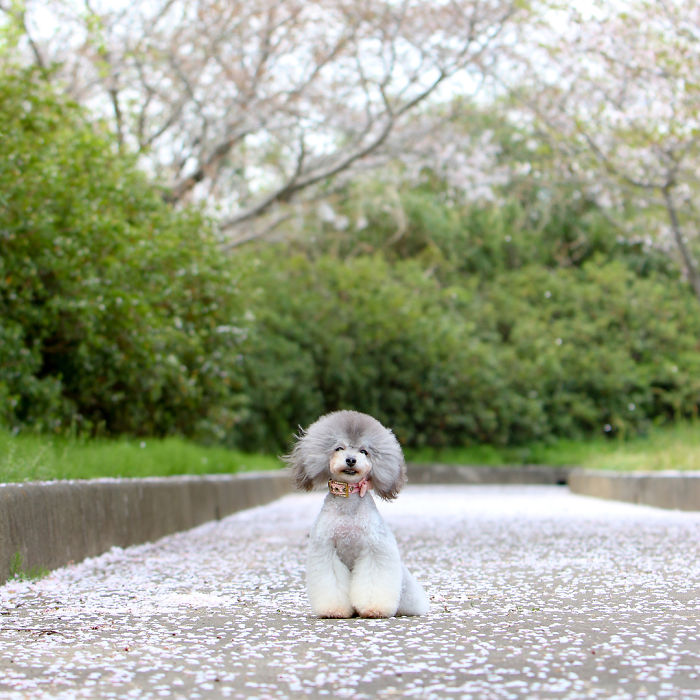 dog-grooming-transformations-yoriko-hamachiyo-japan-54