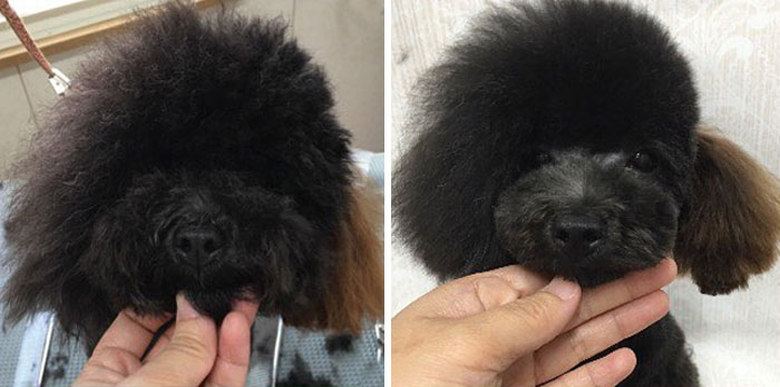 The Way This Japanese Pet Groomer Transforms Dogs Is Going Viral
