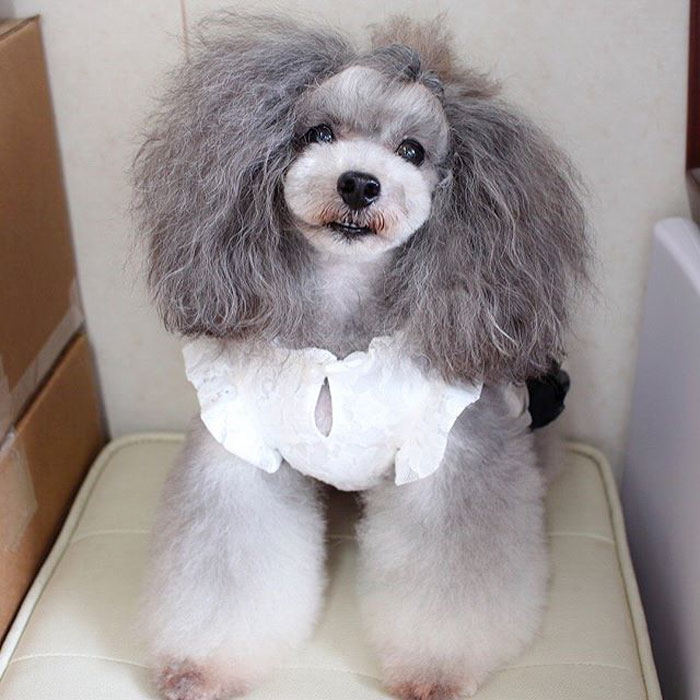 The Way This Japanese Pet Groomer Transforms Dogs Is Going Viral