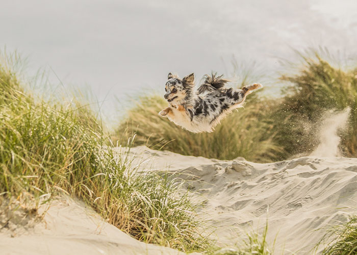 Dogs At Play Category 2nd Place Winner Steffi Cousins, United Kingdom