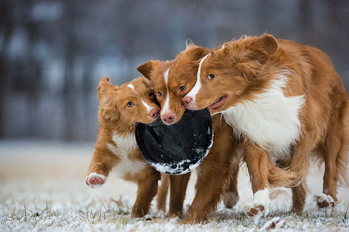 Dogs At Play Category 3rd Place Winner Sarah Beeson, United States Of America