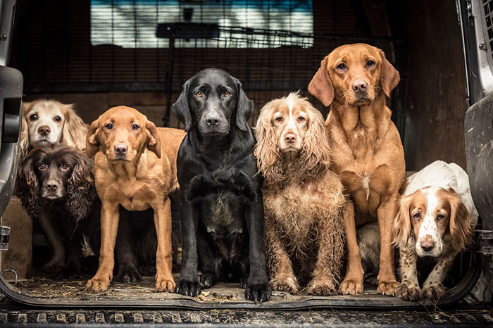 Dogs At Work 1st Place Winner Tracy Kidd, United Kingdom
