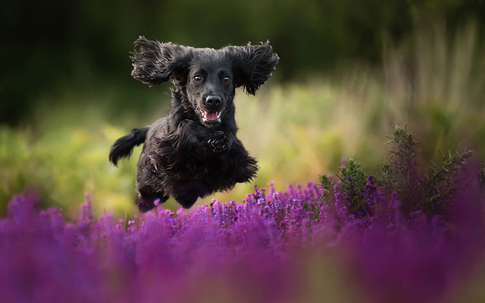 Judges’ Special Mention Dogs At Play Category Alice Loder, United Kingdom