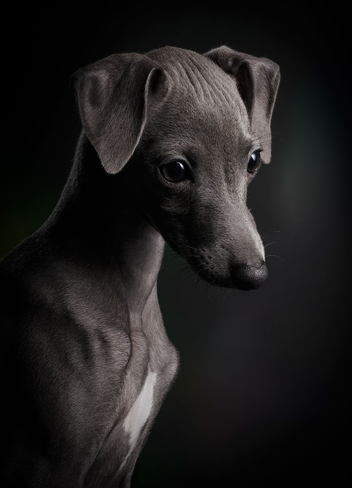 Puppies Category 1st Place Winner Klaus Dyba, Germany