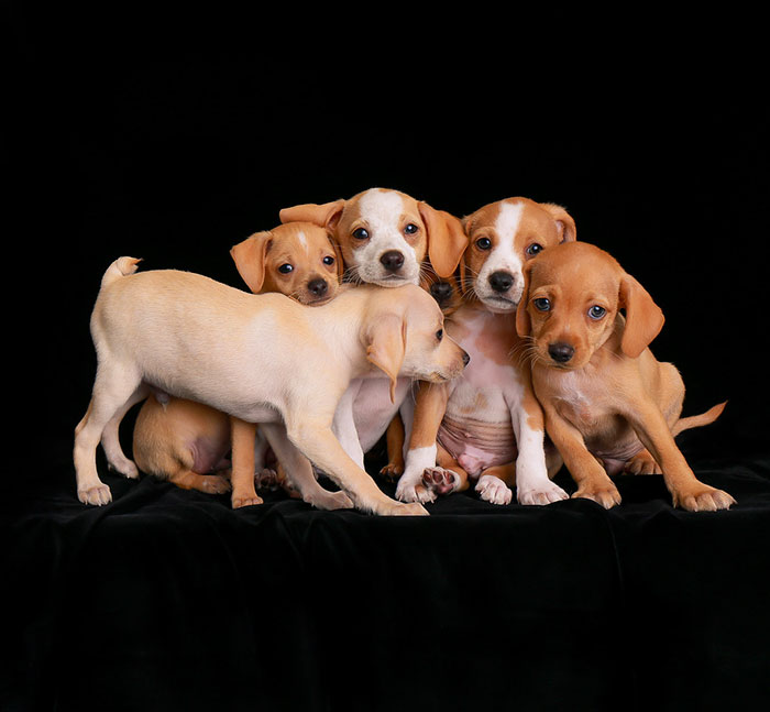 Puppies Category 2nd Place Winner Charlie Nunn, United States Of America