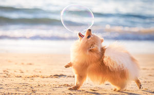 The Best Dog Photos Of 2018 Have Been Announced, And They'll Give You All The Feels