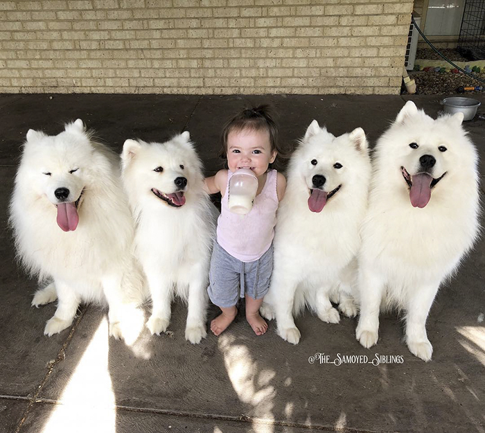 dog-toddler-family-the-samoyed-siblings-sarah-hegarty-australia (15)