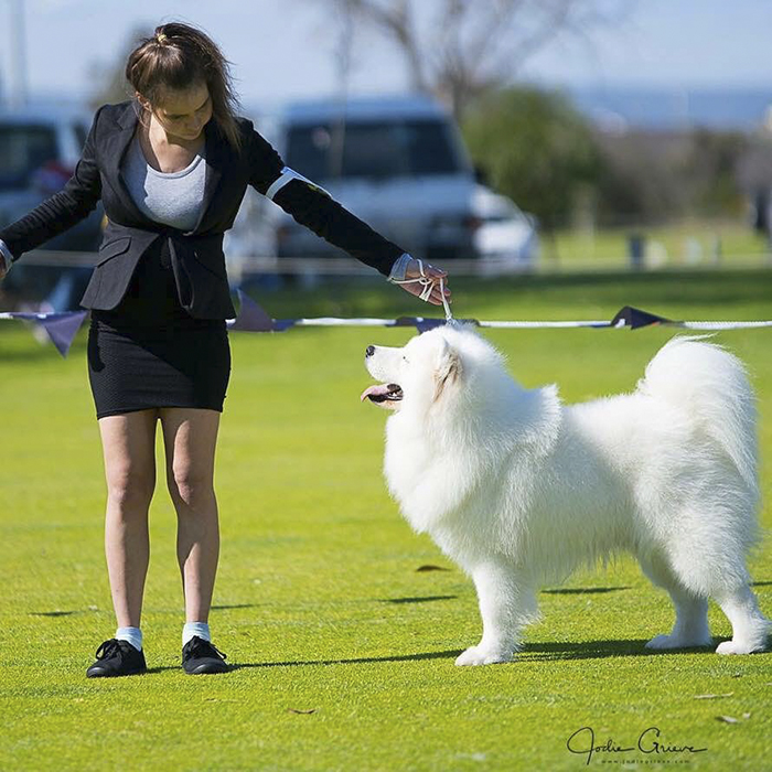 This Woman Shows What It's Like To Raise 2 Toddlers And 4 Samoyeds And It's Perfect
