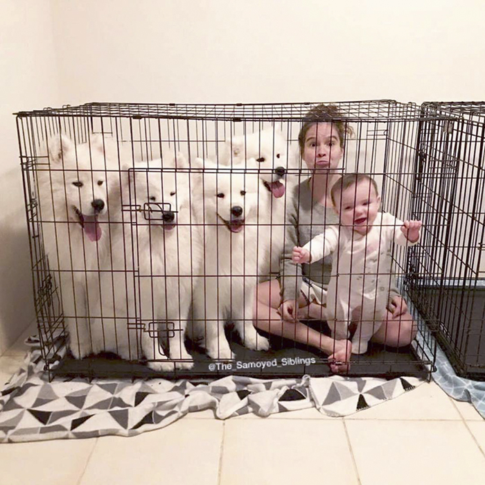 dog-toddler-family-the-samoyed-siblings-sarah-hegarty-australia (4)