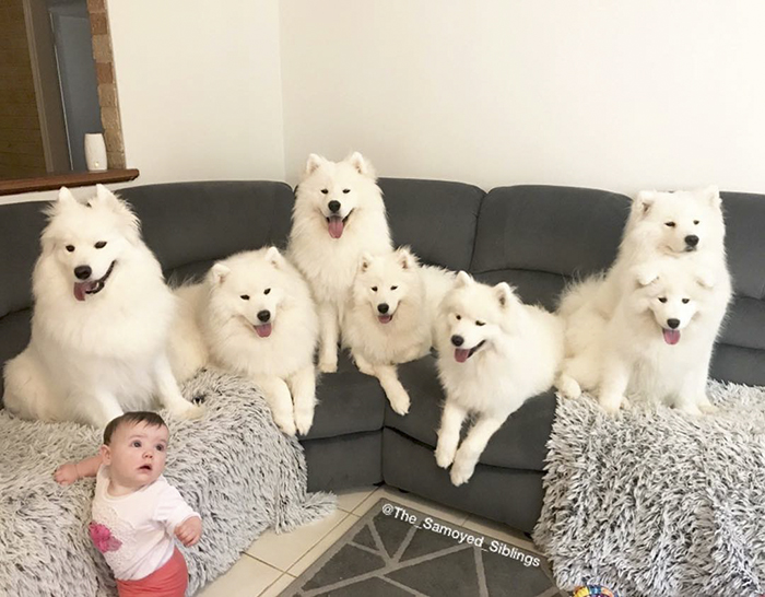 This Woman Shows What It's Like To Raise 2 Toddlers And 4 Samoyeds And It's Perfect