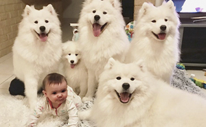 This Woman Shows What It's Like To Raise 2 Toddlers And 4 Samoyeds And It's Perfect