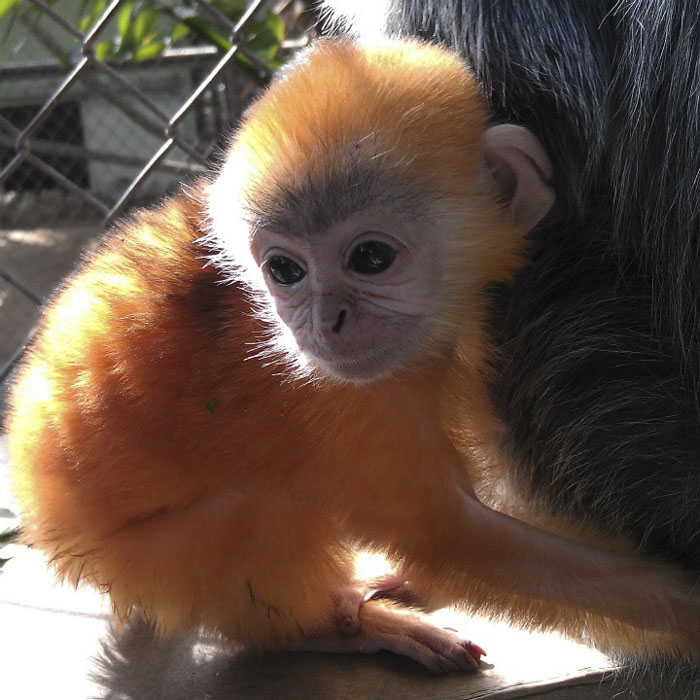 Langur Monkey's Baby Color