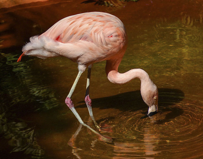 Flamingo's Joints