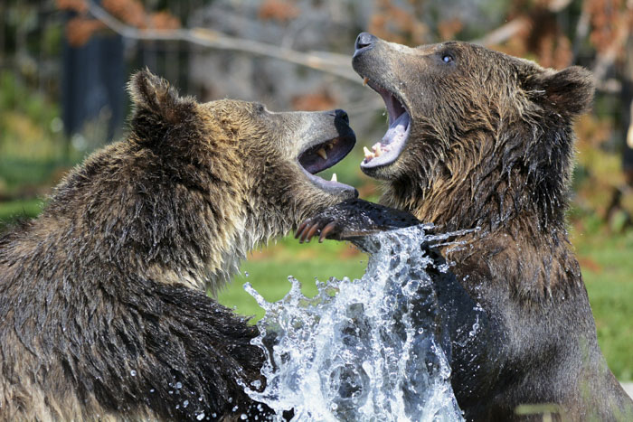 Grizzlies Vs. Brown Bears