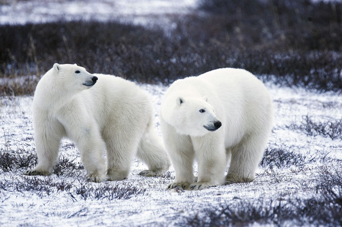 Polar Bears' Fur Color