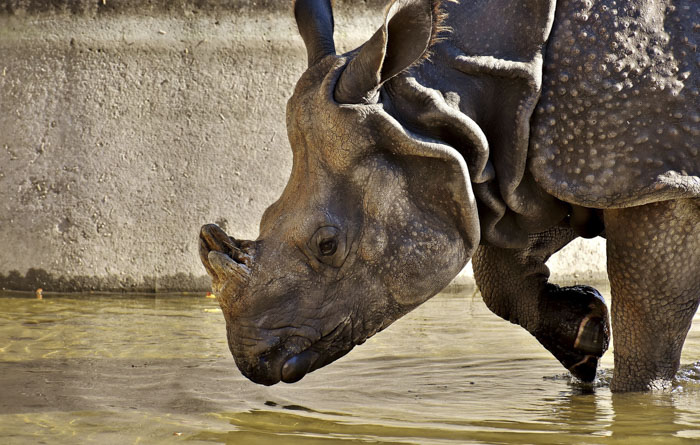 Rhino's Horns