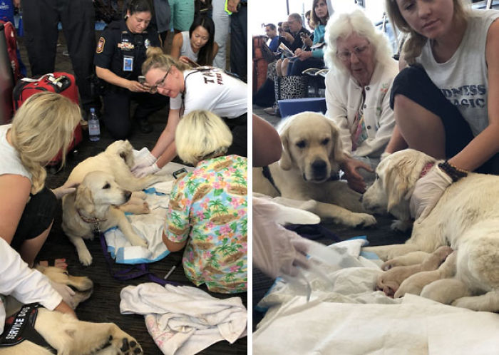 Con ayuda de paramédicos, esta perrita de servicio dio a luz a 8 cachorros en pleno aeropuerto de Tampa
