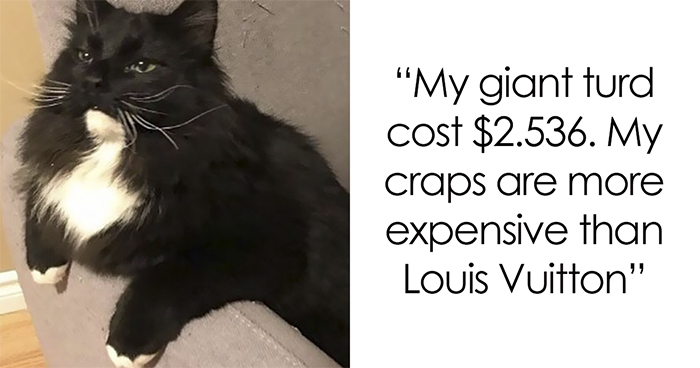 50 Times Asshole Cats Were Publicly Shamed For Their Hilariously Horrible Crimes