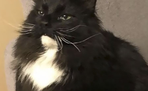 20+ Times Asshole Cats Were Publicly Shamed For Their Hilariously Horrible Crimes