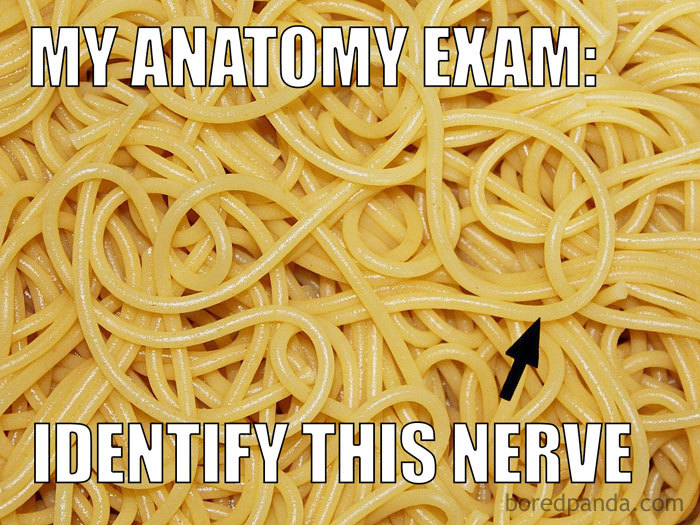 Identify The Nerve