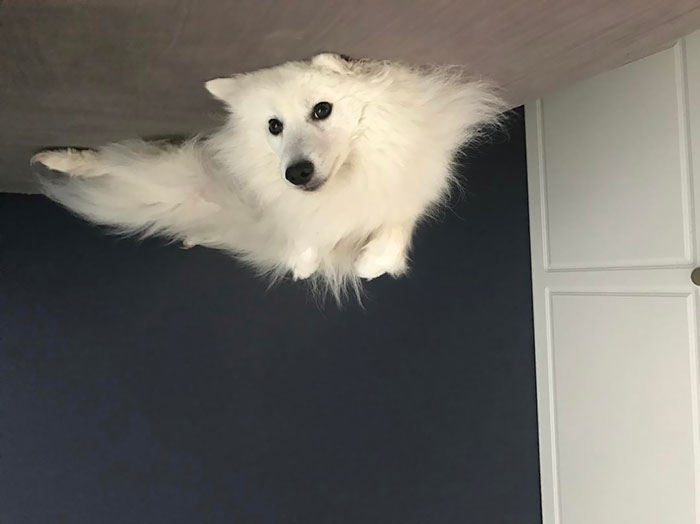 Funny-Dog-Balloons-Ceiling