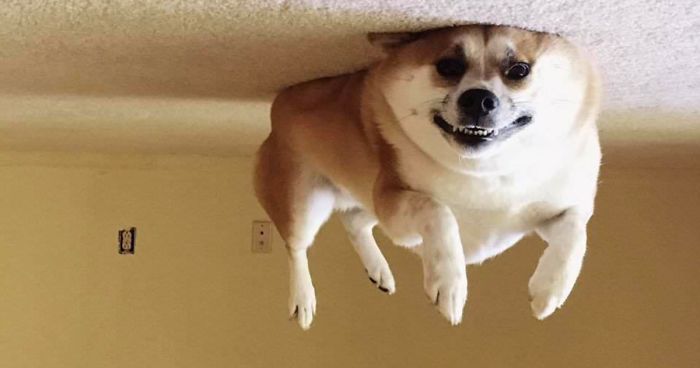 funny-dog-balloons-ceiling-fb__700-png__700.jpg