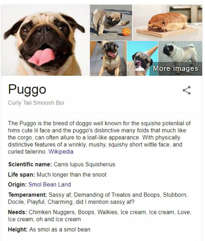 Puggo