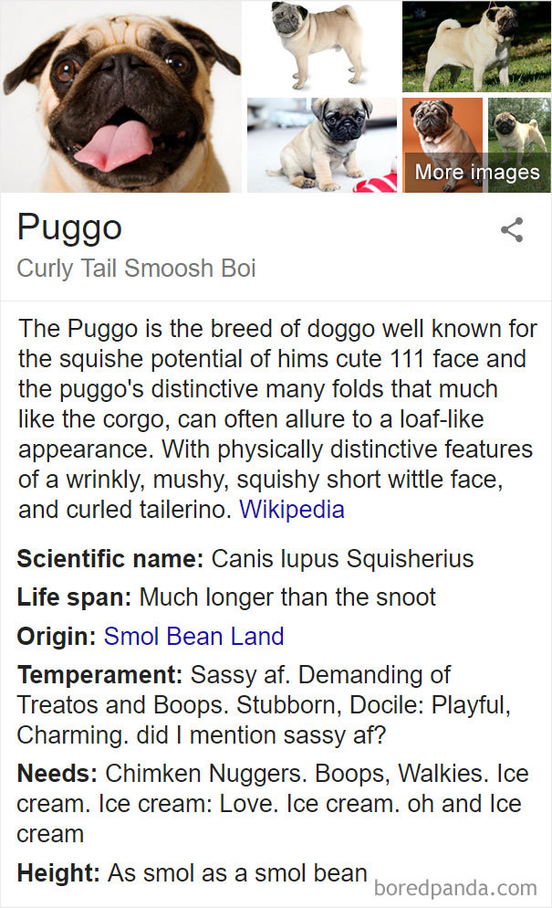 Puggo
