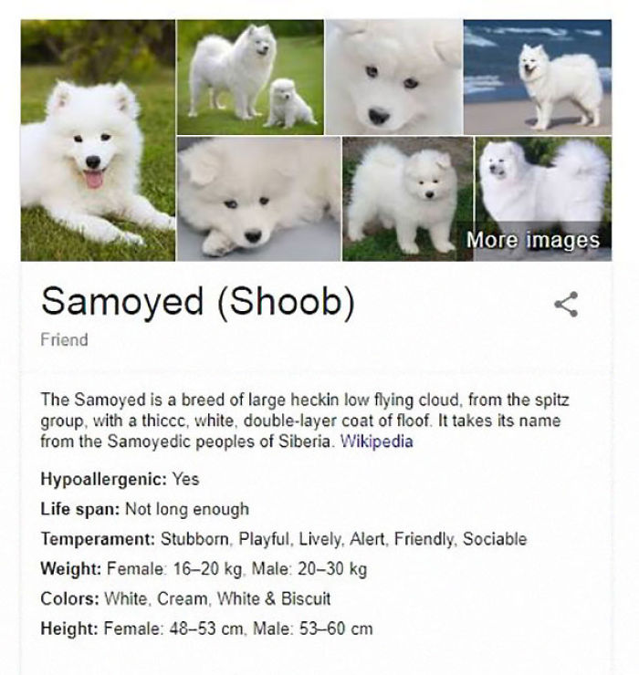 Samoyed (Shoob)