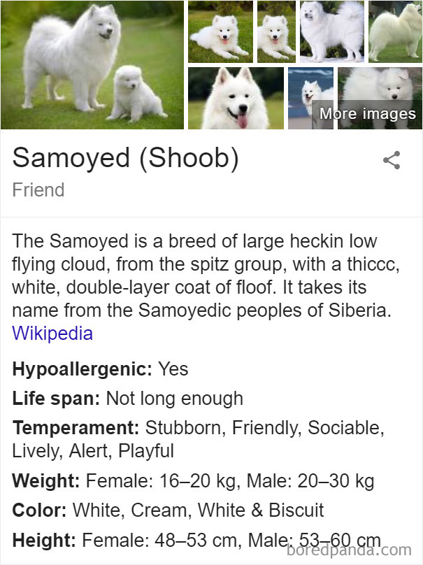 Samoyed (Shoob)