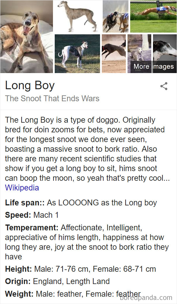 Long Boy