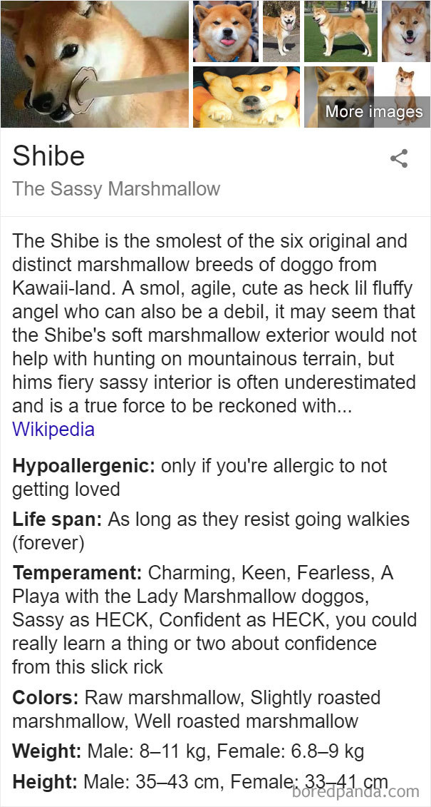 These 21 Fake Wikipedia Pages About Dog Breeds Are Better Than The