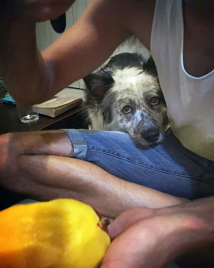 Dog Wants Food