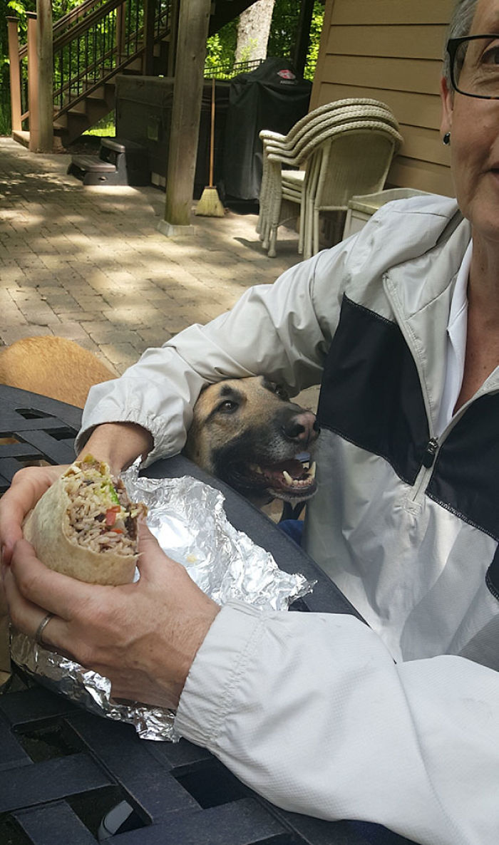 Enjoy A Pupper Shamelessly Begging For Chipotle