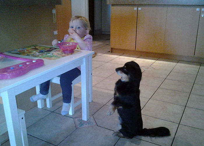 Why My Dog Won't Eat His Dinner