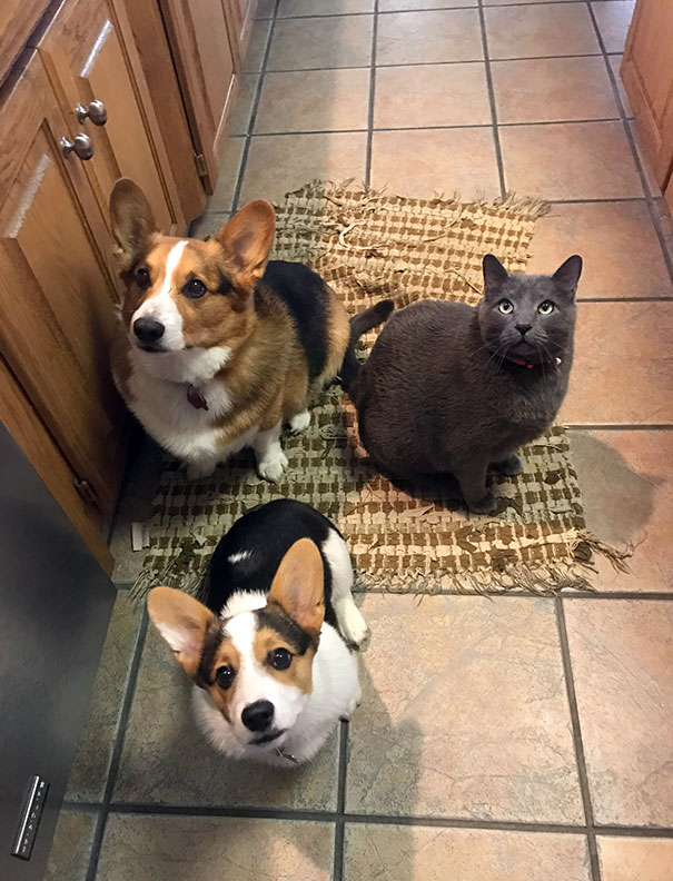 Everytime My Mom Cooks Anything These Three Put On Their Best Beg Face