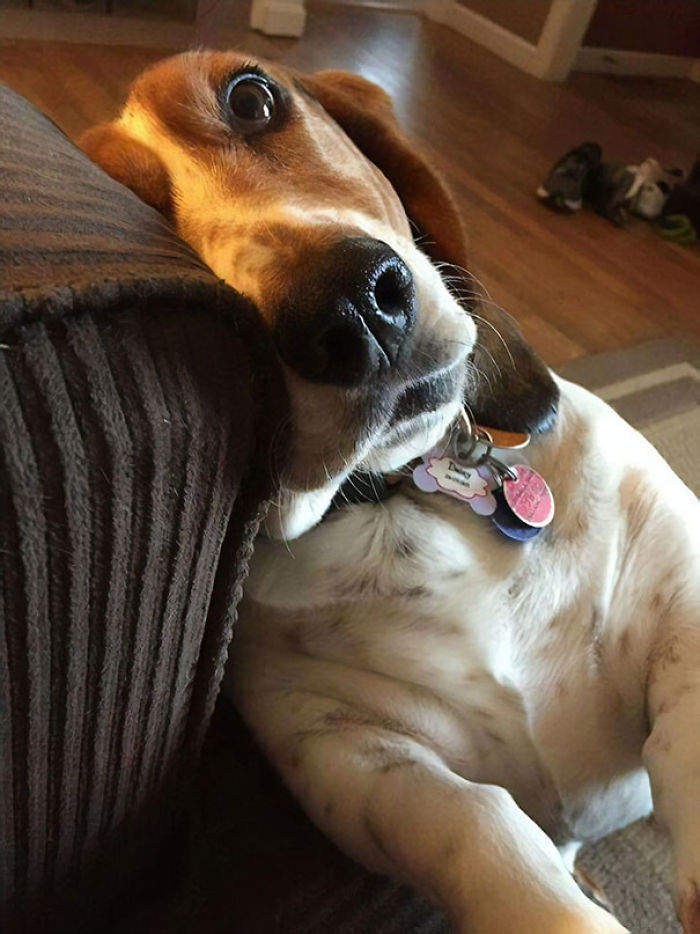 I Guess He's Really Starving If This Is How He Begs