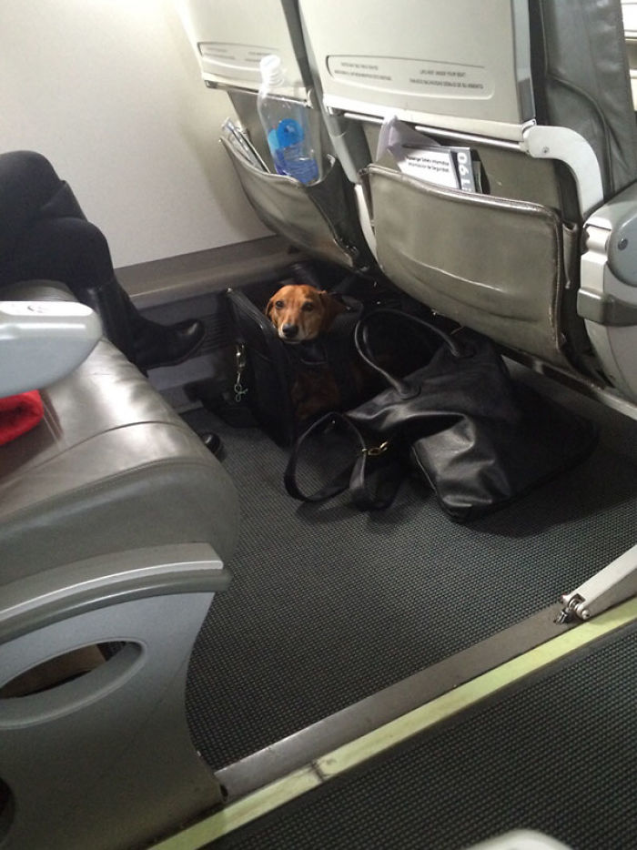 Abrí una bolsa de aperitivos de ternera en el avión y este amigo apareció de repente