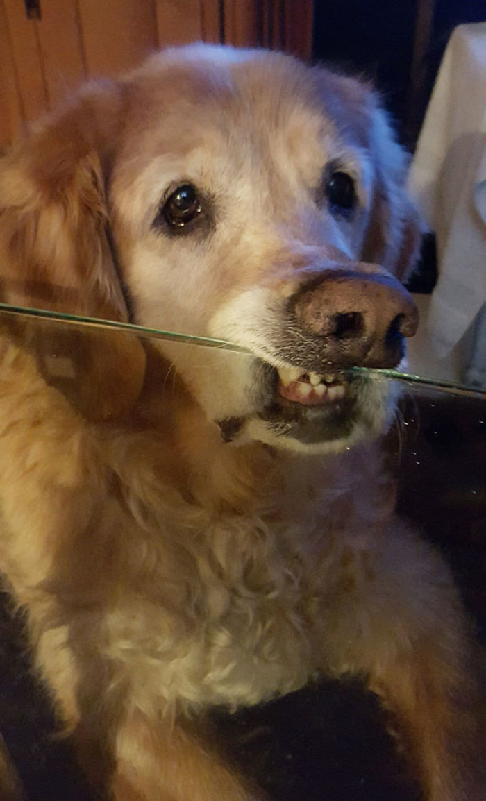 My Brother's Dog Has Been Trained Not To Put His Chin On The Table